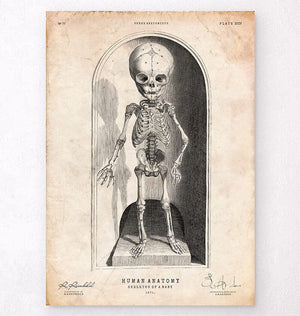 Baby skeleton poster