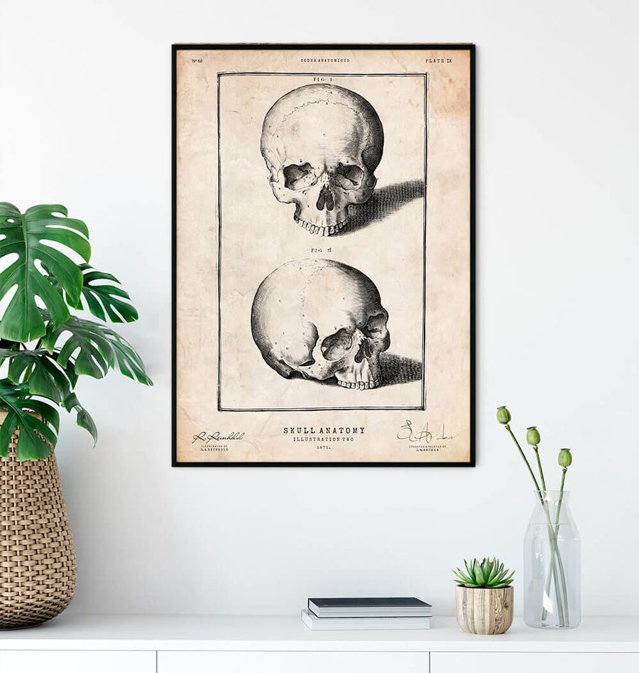 Human skull print by Codex Anatomicus in a frame