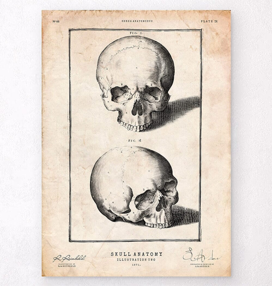 Human skull print VIII - Codex Anatomicus