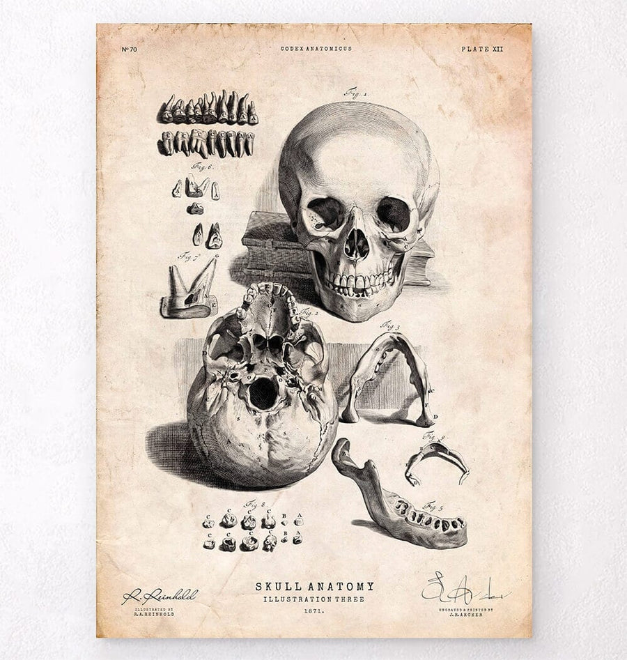 Codex Skull Human skull print IX - Codex Anatomicus