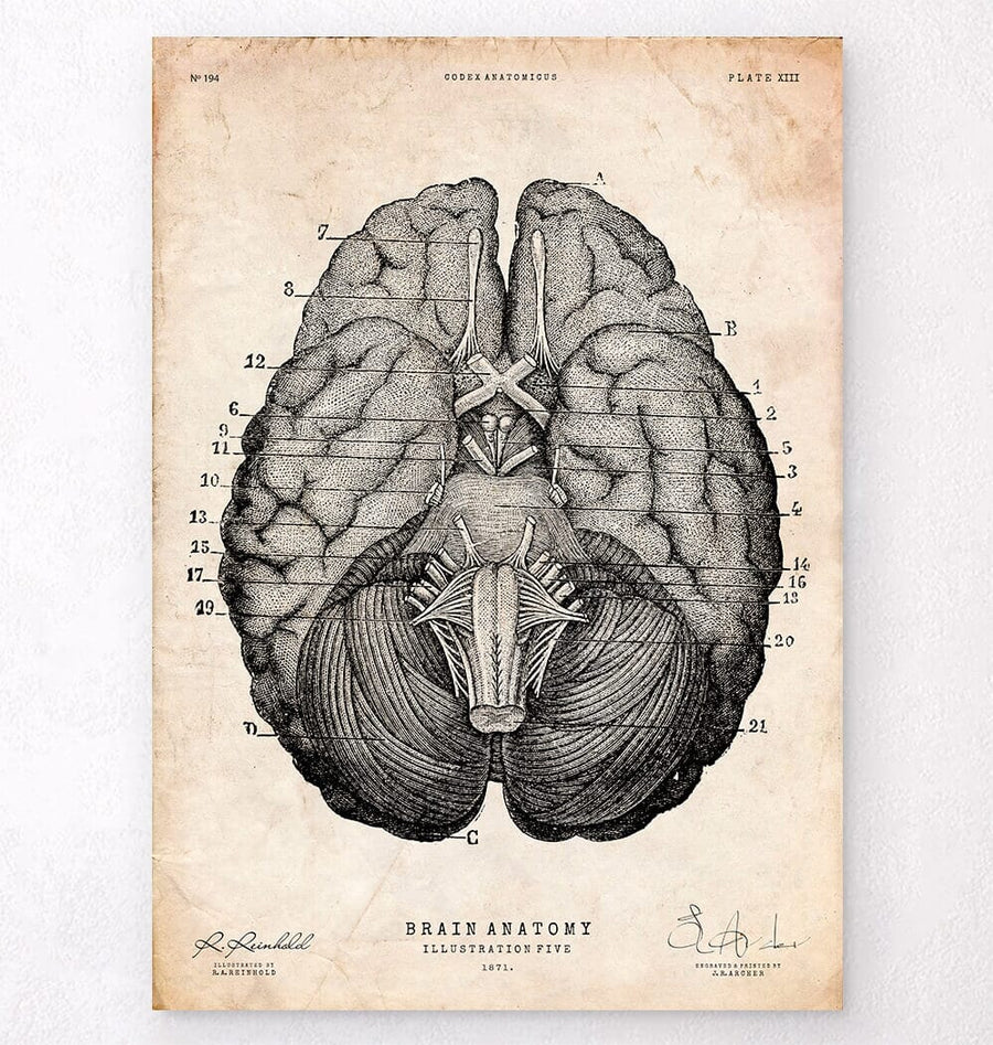 Brain anatomy art
