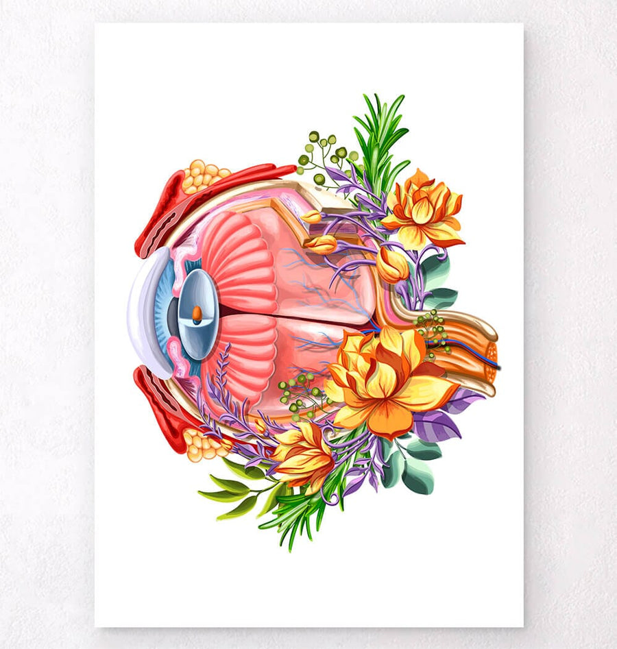Sagittal section eye anatomy poster