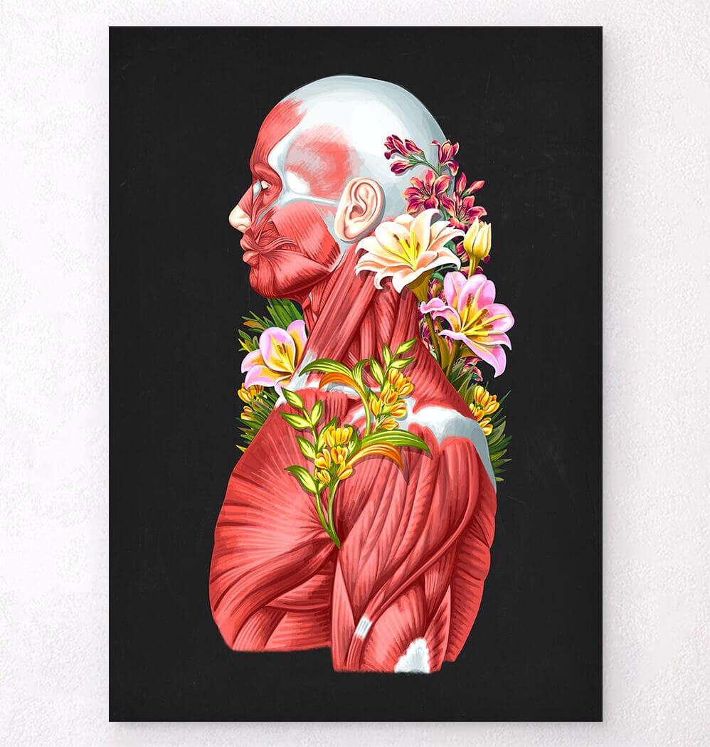 Muscles anatomy art -Codex Anatomicus