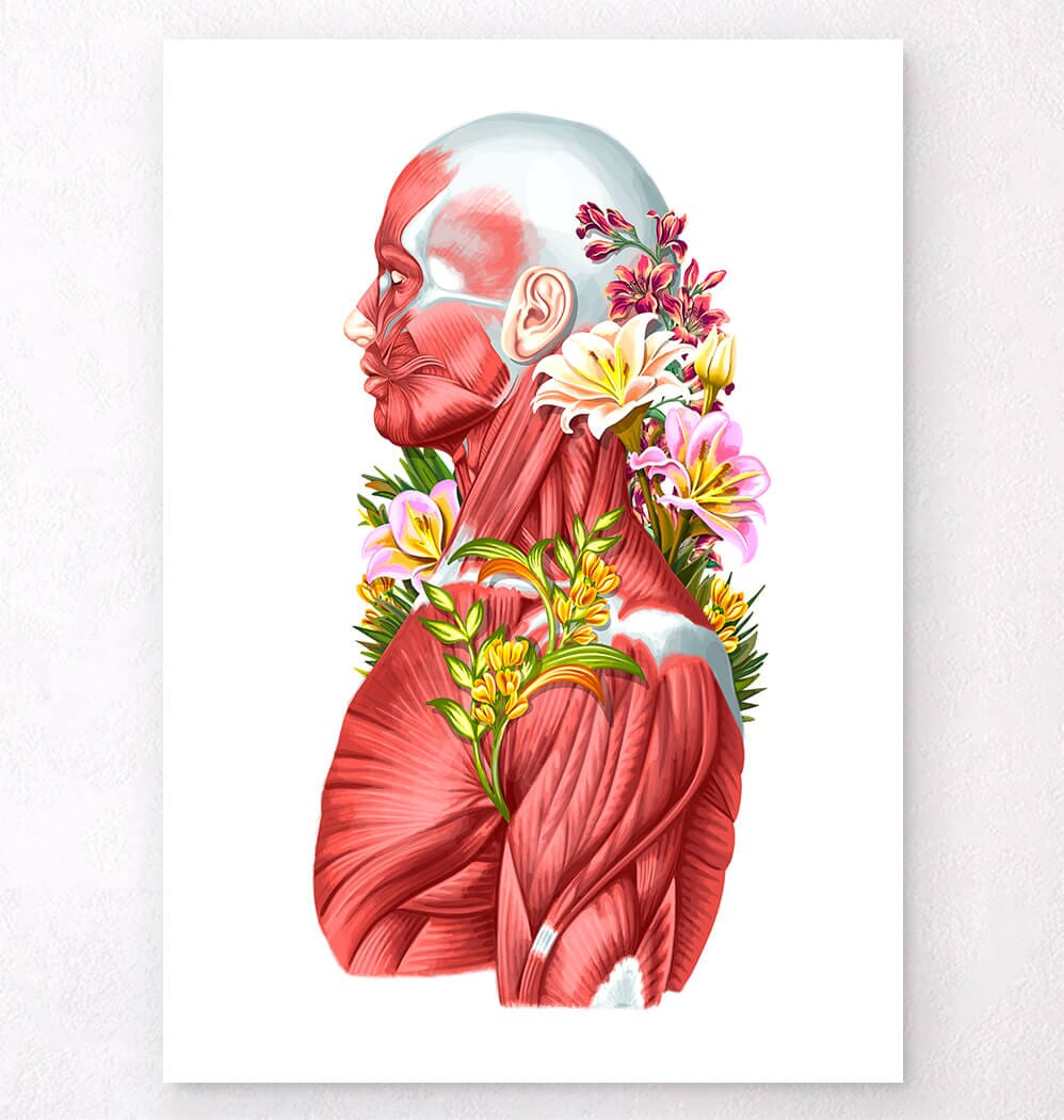 Muscles anatomy art -Codex Anatomicus