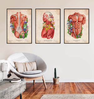 Muscles anatomy art prints