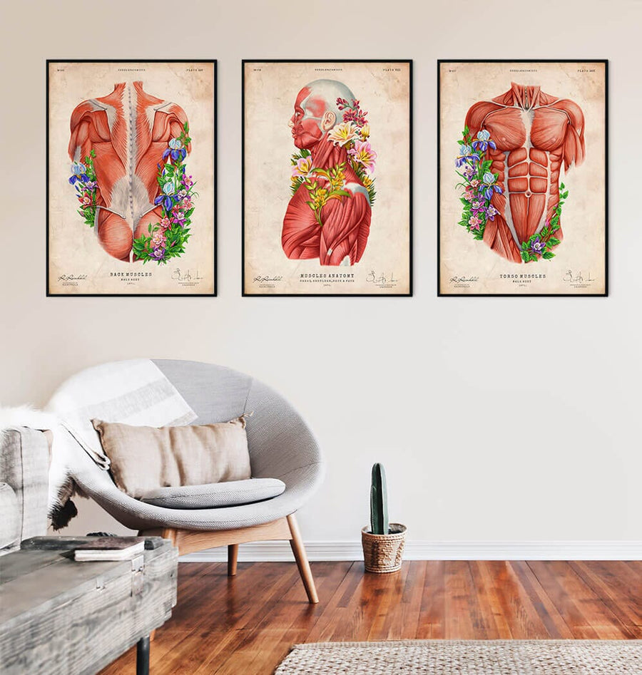 Musche Inart Muscles anatomy art -Codex Anatomicus
