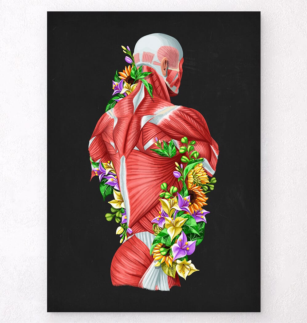 Muscles anatomy art -Codex Anatomicus