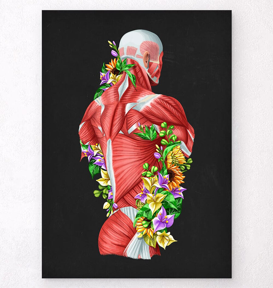 Musche Inart Muscles anatomy art -Codex Anatomicus