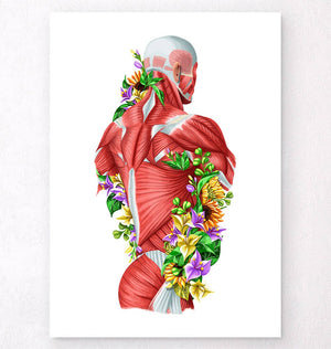 Back muscles anatomy art