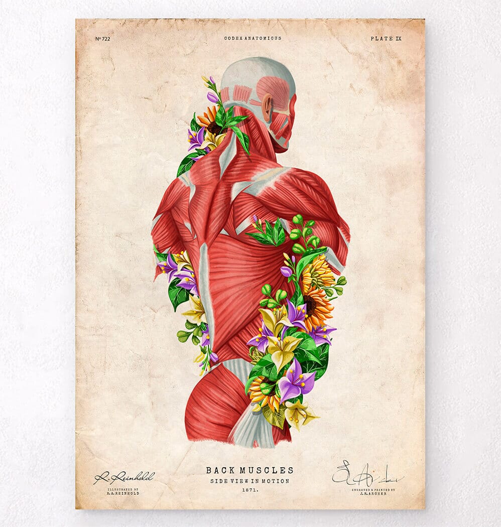 Back Musculature Anatomy Poster - Animus Medicus