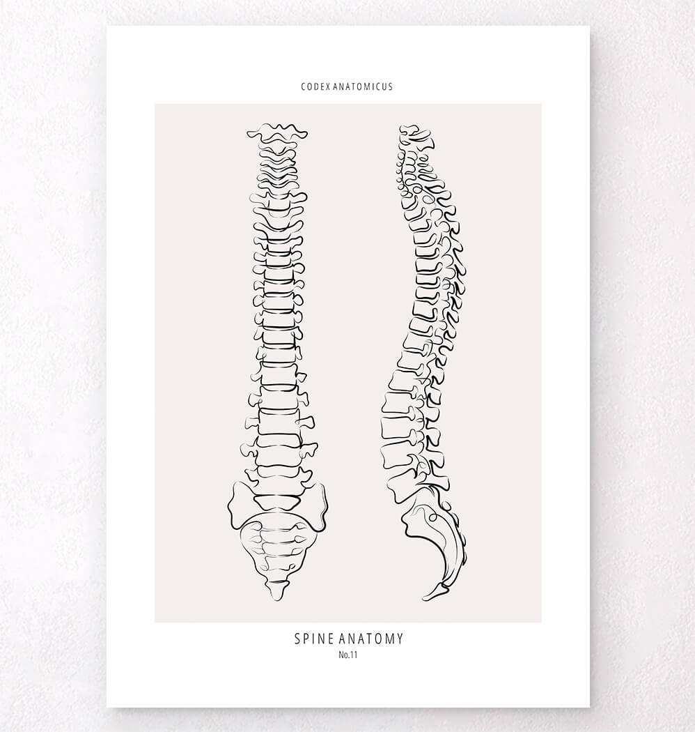 Spine Anatomy - Line Art Poster - Codex Anatomicus