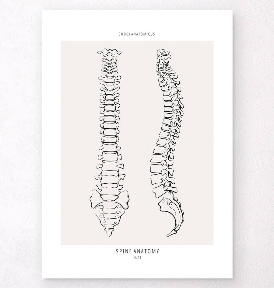 Spine anatomy line art