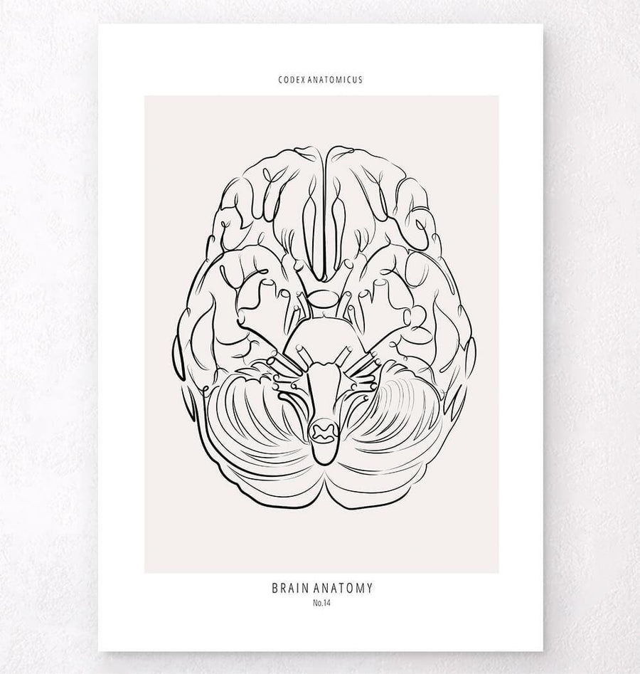 Brain anatomy line art