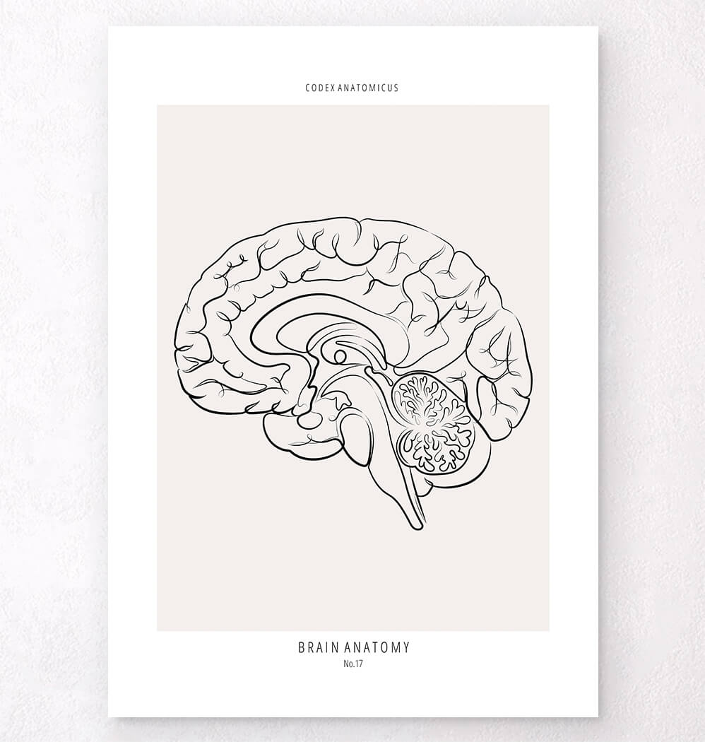 Brain Line Drawing Contralateral Brain anatomy - Line art print - Codex Anatomicus