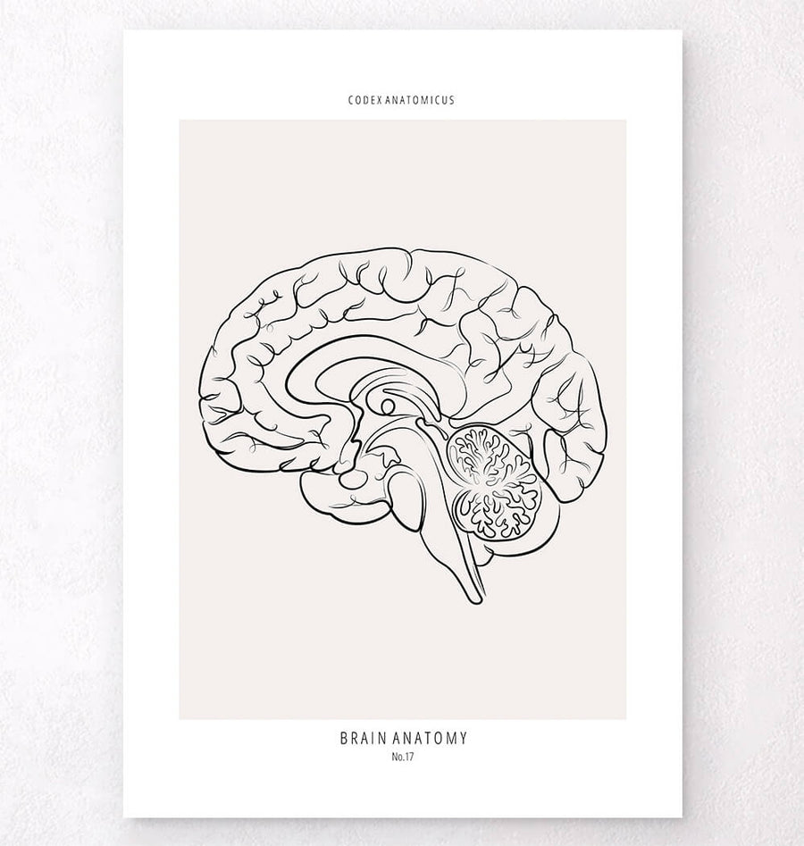 Sagittal brain view poster
