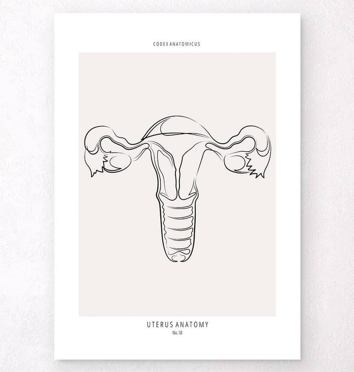uterus anatomy art
