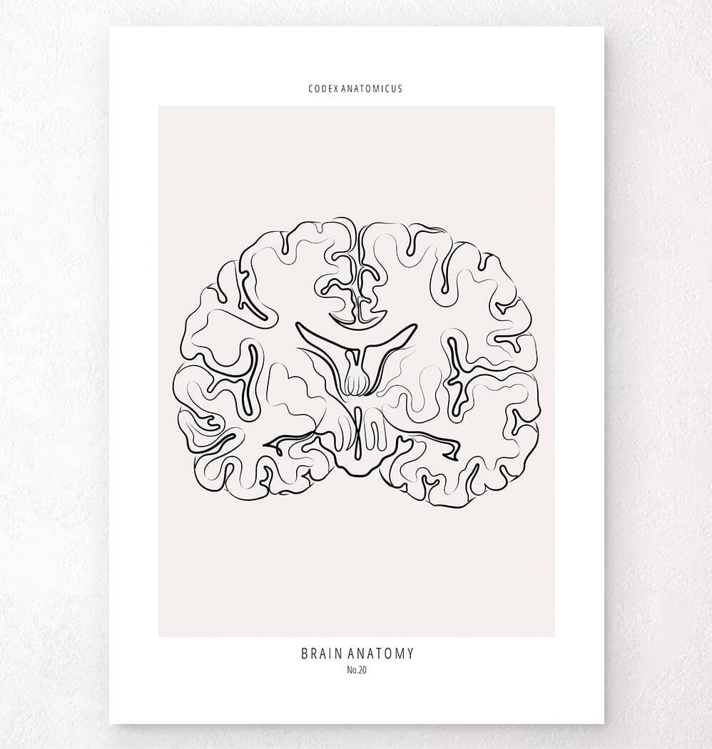 Anatomical brain line art print - Codex Anatomicus