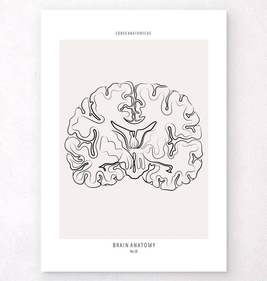 Brain section poster