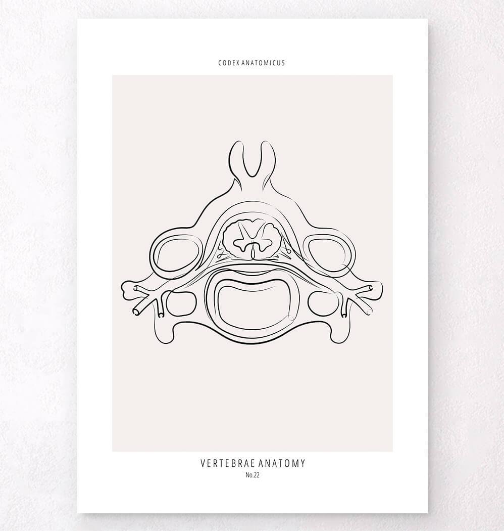 Anatomical vertebrae line art print - Codex Anatomicus