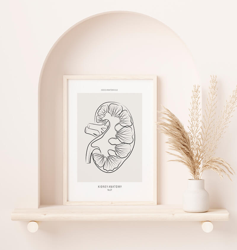 Kidney anatomy poster
