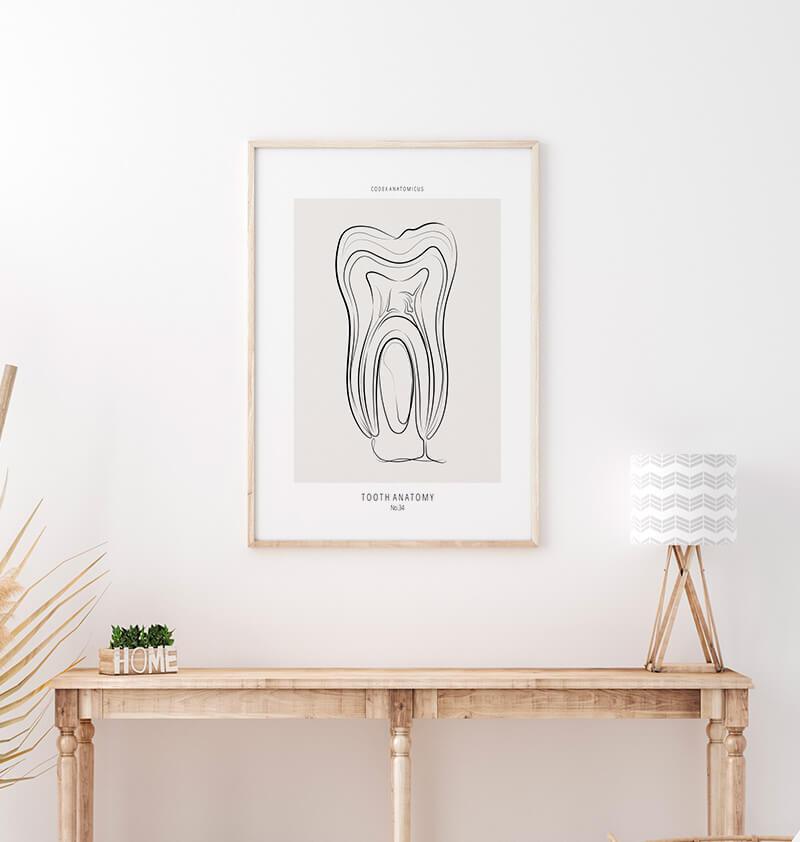 Tooth anatomy - Line art print - Codex Anatomicus