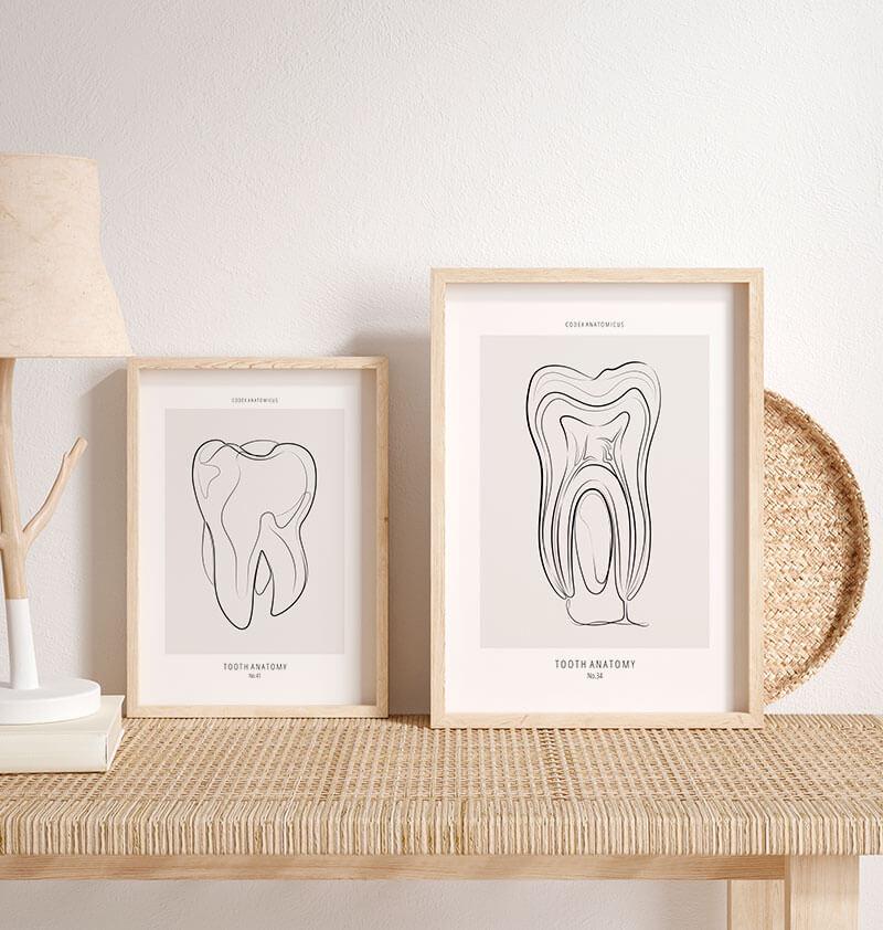 tooth anatomy wall art for dental clinic by codex anatomicus