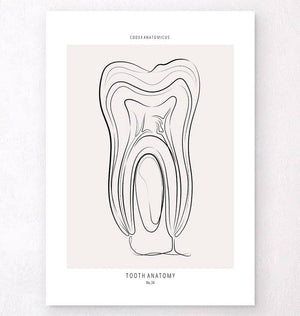 tooth anatomy art print for dentists by codex anatomicus