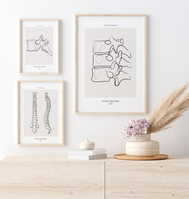 Spine Anatomy - Line art print - Codex Anatomicus