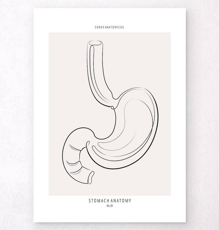 Stomach anatomy poster