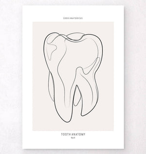 Tooth anatomy poster