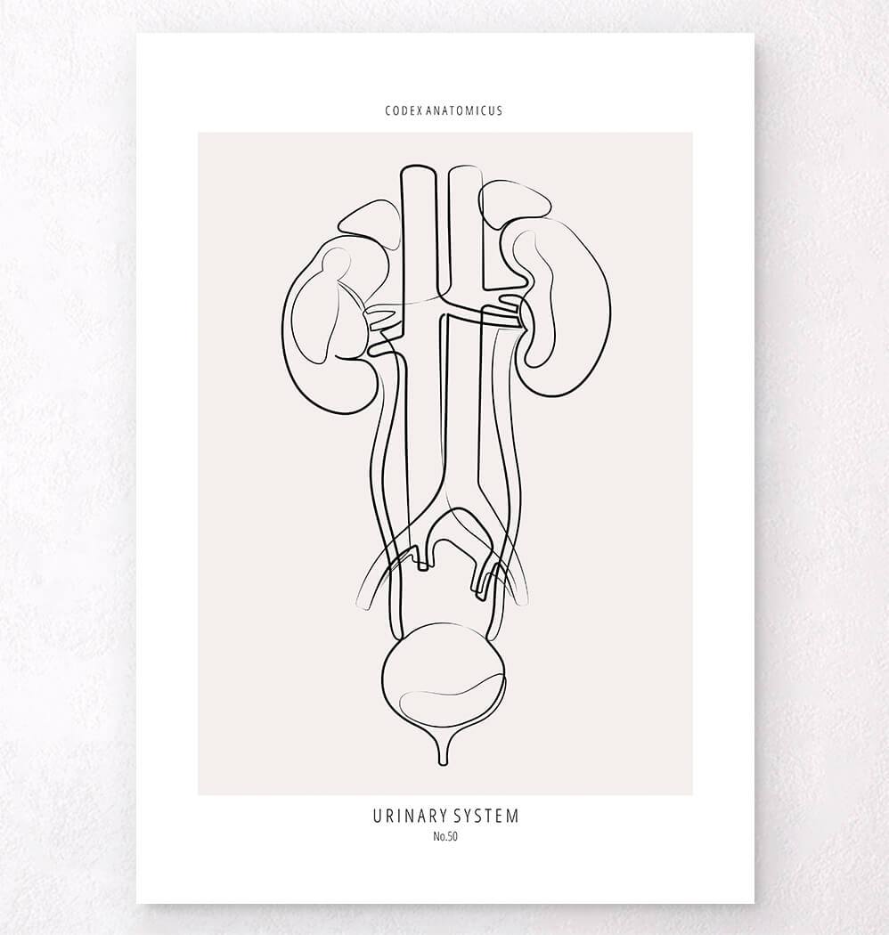 Anatomical urinary system line art print - Codex Anatomicus