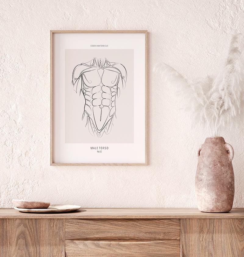 Torso muscles poster