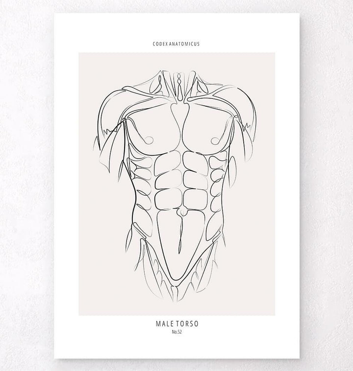 Muscles anatomy poster by codex anatomy