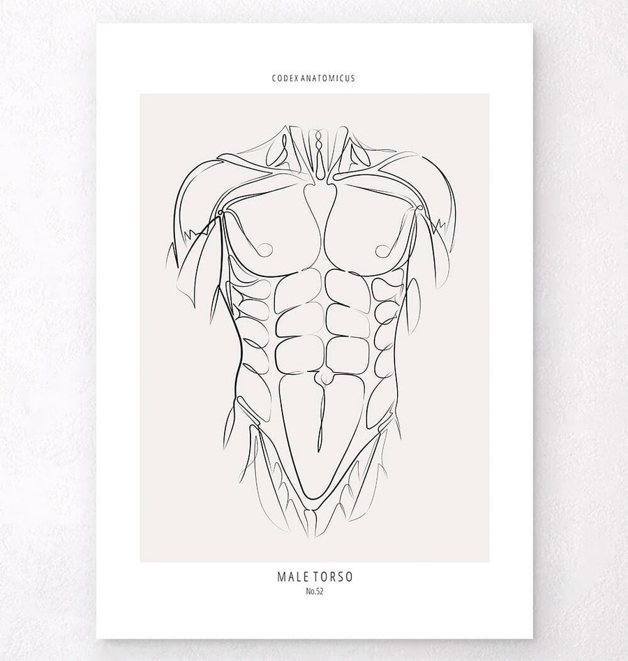 Female back muscles - Anatomy Art - Codex Anatomicus