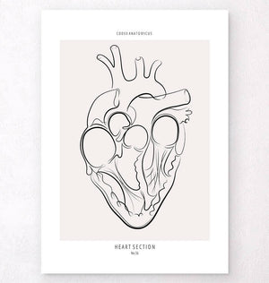 Heart section anatomy art