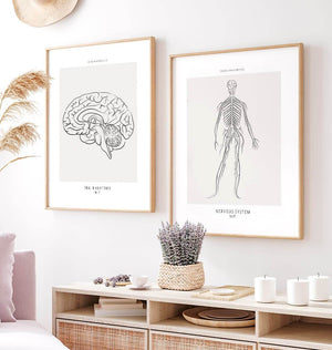 Central nervous system anatomy poster