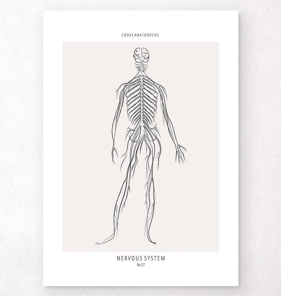 Nerveous System.drawing Nervous System Drawing