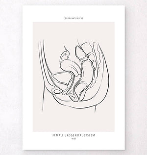 Female reproductive system art print