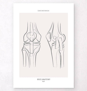 knee anatomy poster by codex anatomicus