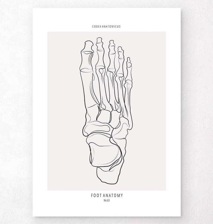 Foot anatomy poster