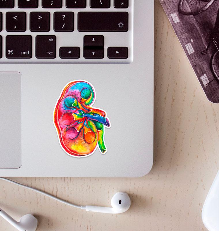 Kidney anatomy sticker - Codex Anatomicus
