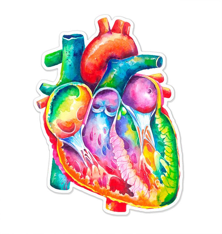 Heart anatomy sticker Medical Gift Codex Anatomicus