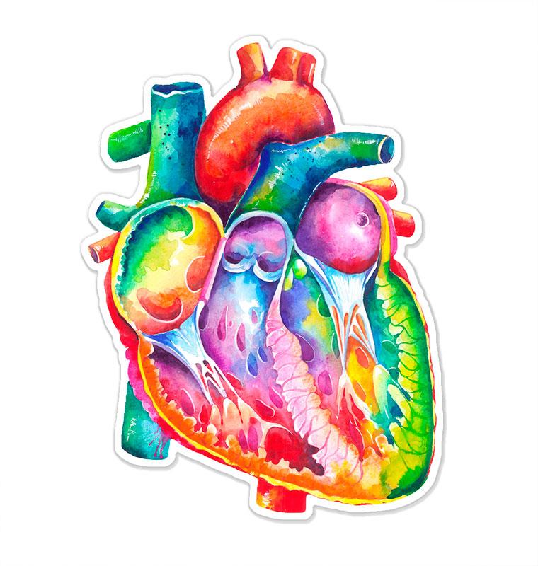 The Anatomical Heart Sticker