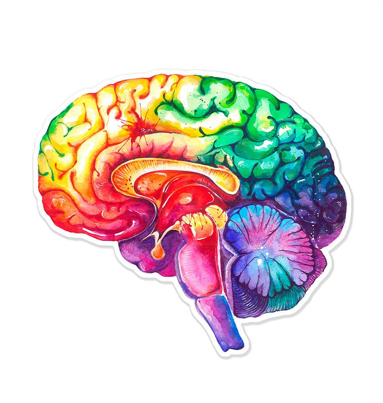 Brain Drawing Sticker Brain anatomy sticker - Codex Anatomicus