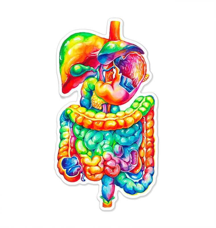 Digestive System Images Sticker Digestive system sticker - Codex Anatomicus