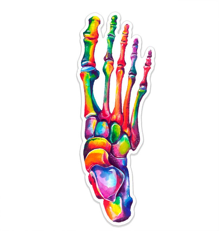 Foot anatomy sticker - Codex Anatomicus