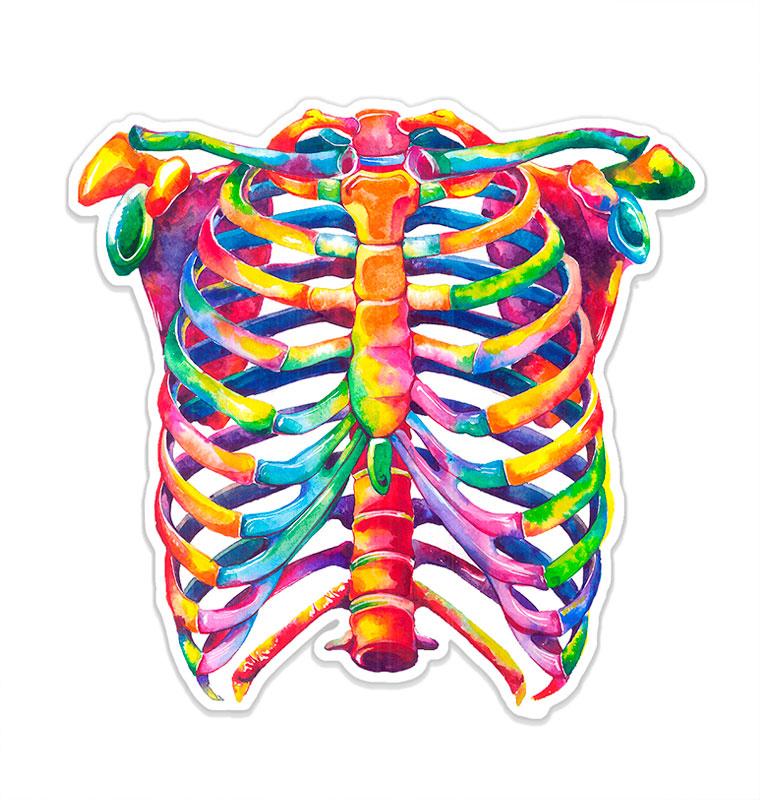 Rib cage anatomy sticker - Codex Anatomicus