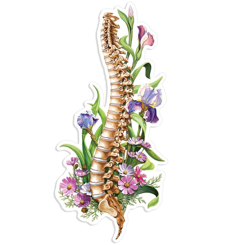 Spine anatomy sticker - Codex Anatomicus
