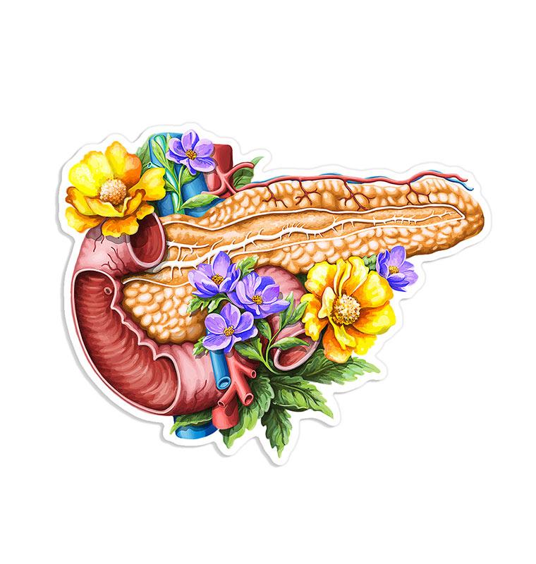Pancreas sticker