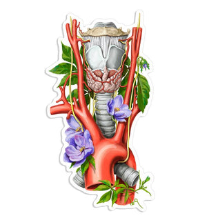 Larynx anatomy sticker